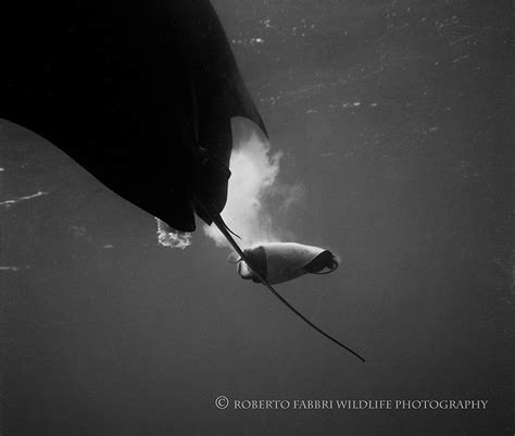 How do manta rays give birth? - Manta Ray Advocates Hawaii