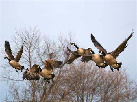 Resident-Goose Hunting in Maryland with Jeff Kreit | Goose hunting ...