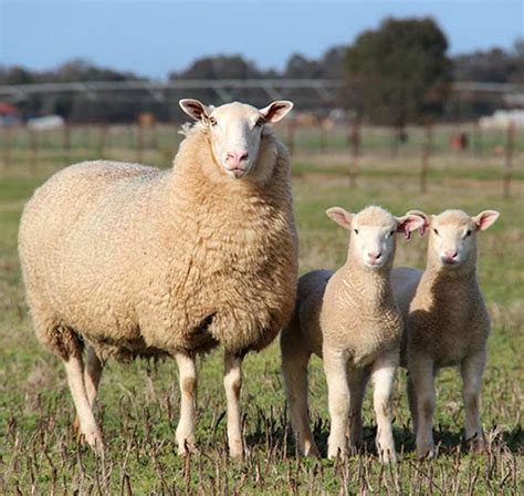 White Suffolk Sheep: Origin, Characteristics, Uses