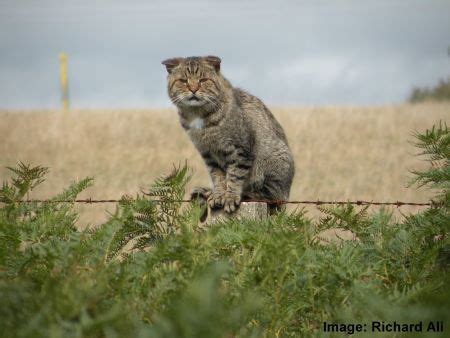 Giant Feral Cats