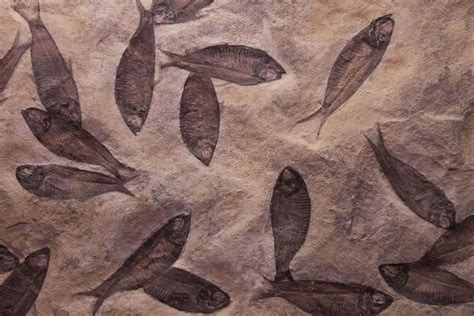 The Evolution of Fish: The Backbone to Life as We Know It | Fishkeeping ...