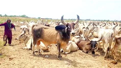 Tharparkar Cows | Complete Documentary - YouTube