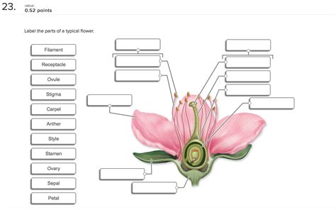 Parts Of Flower Diagram Labeled