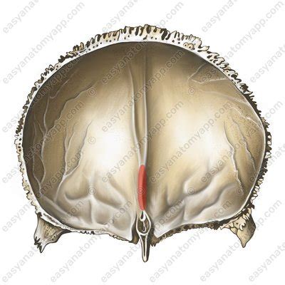 Frontal bone – Easy Anatomy 3D