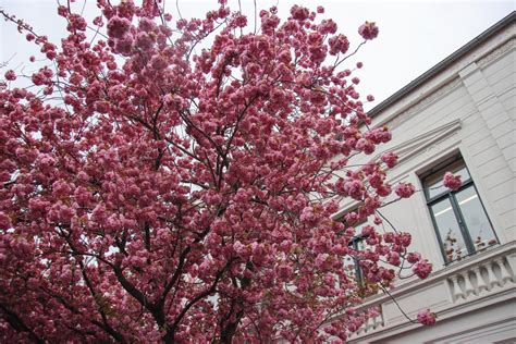 CHERRY BLOSSOMS IN BONN – The Twirling Traveler