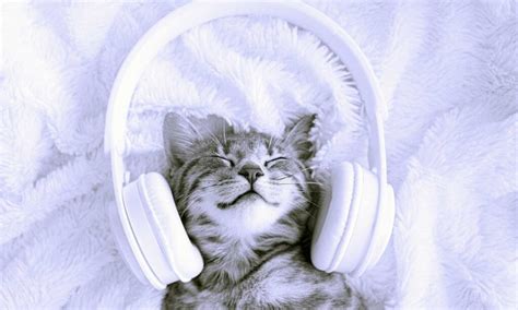 Calming Music for Dogs and Cats: Our Fave Playlists | BeChewy