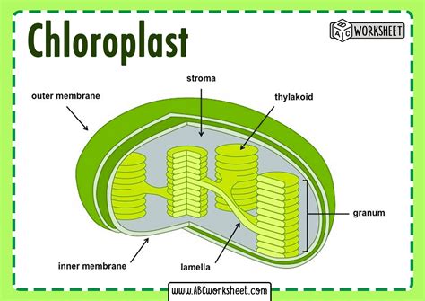 Chloroplast Structure