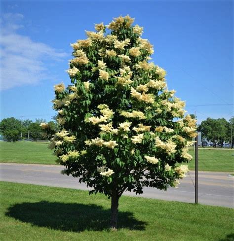 Japanese Tree Lilac - Next Generation Landscape Nursery