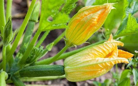 Here's How to Cook Zucchini Flowers This Summer