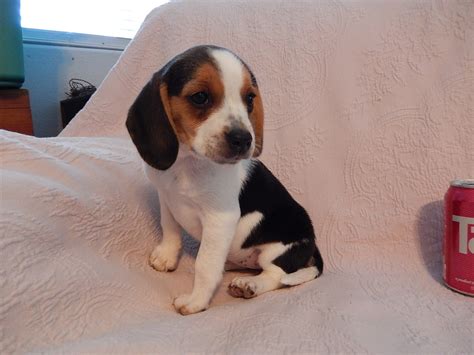 Previous Litter Of Miniature Pocket Beagle Puppies Born 8-2-13 - Pocket ...