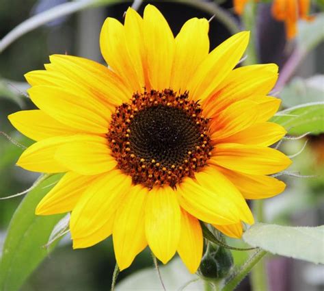 Sunflowers Blooming During the Late Summer in Western Maine