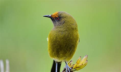 New Zealand Bellbird Photograph by Bob Hilscher - Fine Art America