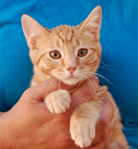 25 rescued kittens ready for adoption this morning!