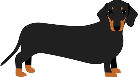 Dachshund Clipart Free See more ideas about dachshund dogs vector ...