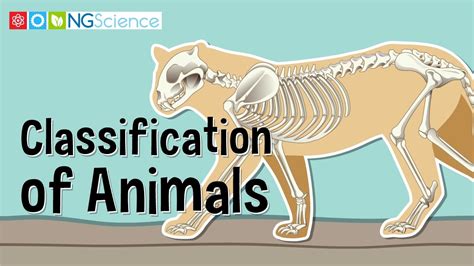 Classification of Animals - YouTube