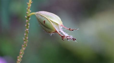 How to Grow Orchids From Seeds: Everything You Need to Know - Orchid Bliss