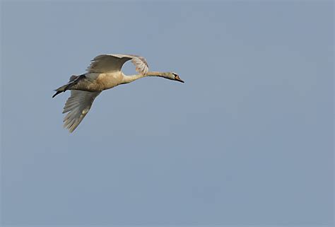 Flying Swan Free Stock Photo - Public Domain Pictures