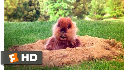 Caddyshack Gopher Wallpaper