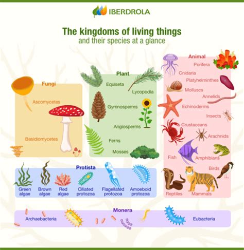 Classification system - Definition and Examples - Biology Online Dictionary