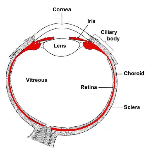 PHOTOBIOLOGY of the UVEAL TRACT