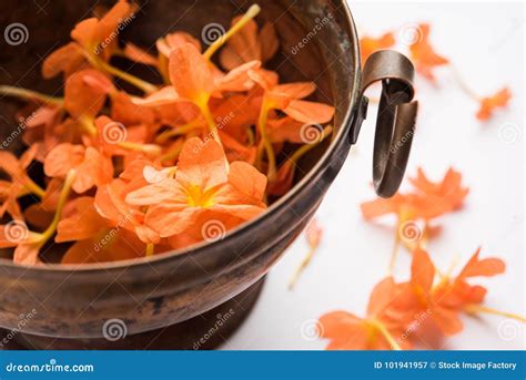 Indian Flower Aboli Stock Photos - Free & Royalty-Free Stock Photos ...