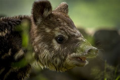 Mountain Tapir Conservation