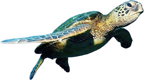 Sea Turtle Cartoon Png