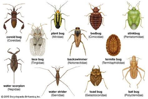 Bat bug | insect | Britannica.com