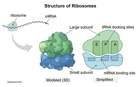 Translation (Protein synthesis) | Class Twelve Biology