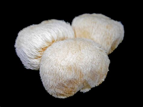 Benefits Of Lion's Mane Mushroom How To Use It, 44% OFF