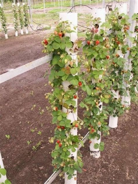 Growing strawberries vertically