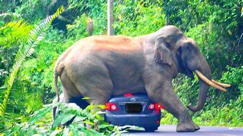 Elephant tries to sit on a moving car. Heart-stopping incident captured ...