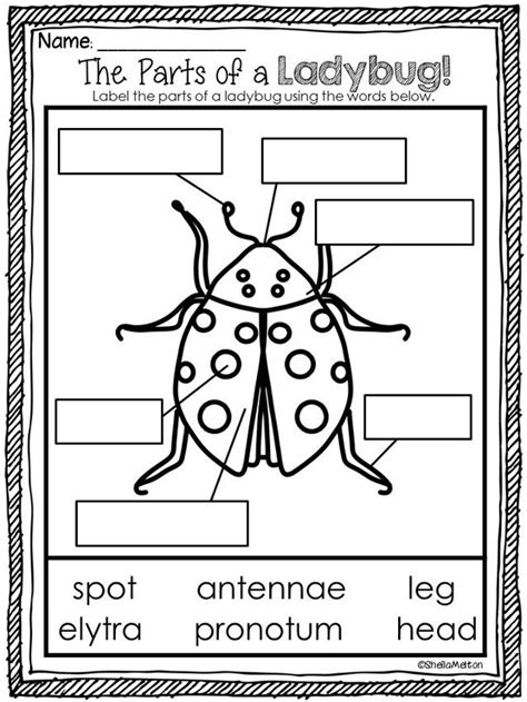 30++ Ladybug Life Cycle Worksheet – Worksheets Decoomo