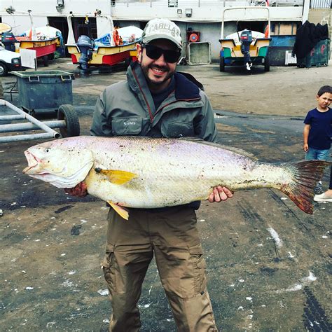 A “corvina” (seabass) I caught some time ago off the coast of Concon ...