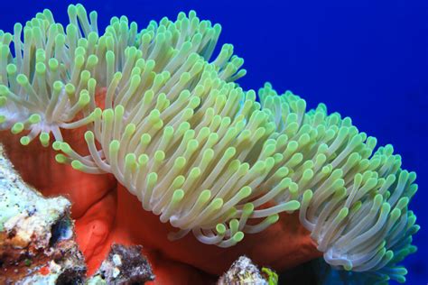 Fascinating Sea Anemone Facts - American Oceans