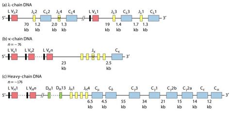 Antibody Diversity – Creative Biolabs Blog