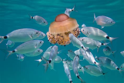 Sea bream eating jellyfish, Croatia – Ally McDowell