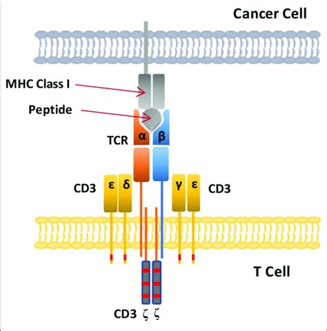 T Cell Structure