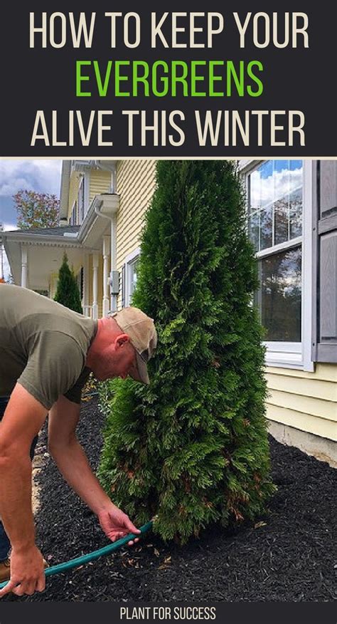 How to Keep Your Evergreens Alive This Winter | Evergreen garden ...