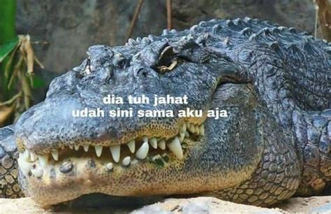 11 Kumpulan Meme Kocak Seekor Buaya. Duh, Pas Banget sama Omongan para ...