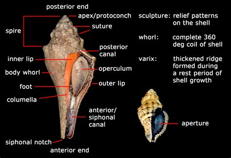 tHE tiDE cHAsER: Marine Snails of Singapore