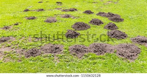 2,374 Mole In Hole Images, Stock Photos & Vectors | Shutterstock