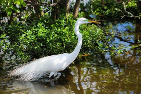 Egret Meaning and Symbolism and the Egret Spirit Animal