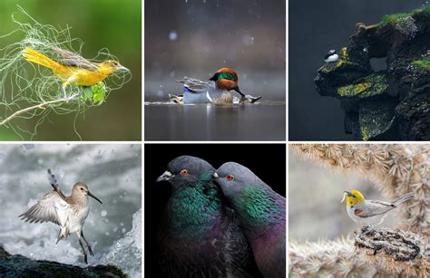 Audubon Announces 2023 Audubon Photography Awards Winners | Audubon