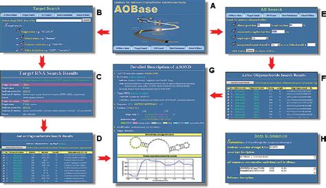 Figure 2 from AOBase: a database for antisense oligonucleotides ...