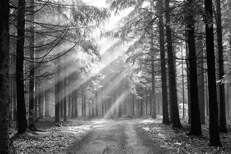 🔥 [50+] Black and White Forest Wallpapers | WallpaperSafari