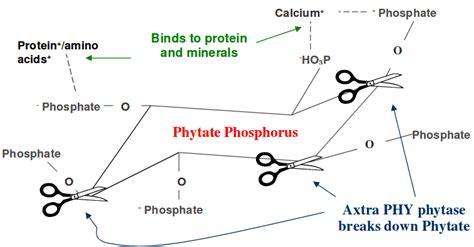 Phytase - Feed Enzymes - Feedworks Pty Ltd | Feedworks