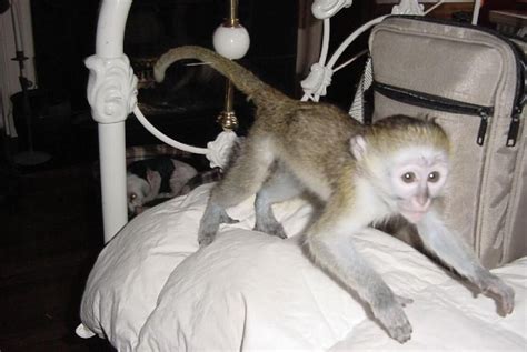 Capuchin Monkey, Adoption, Foster Care Adoption