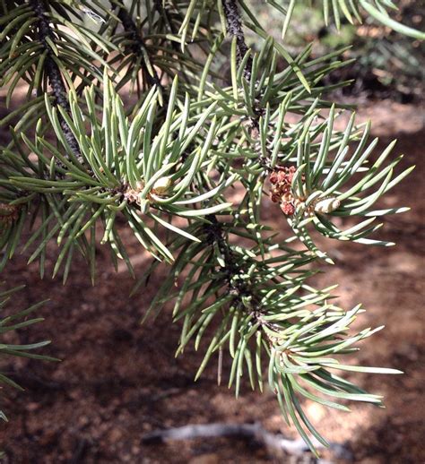 Pine Resin Pinon Pinyon Rosin DEBRIS Free Sap 4 oz for | Etsy