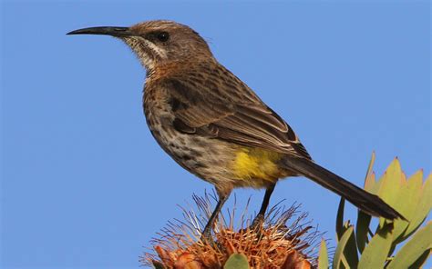 13 Birds to Watch in Eastern Cape - The Worlds Rarest Birds